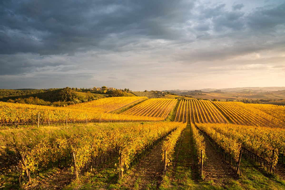 Toskanski vinogradi jeseni.