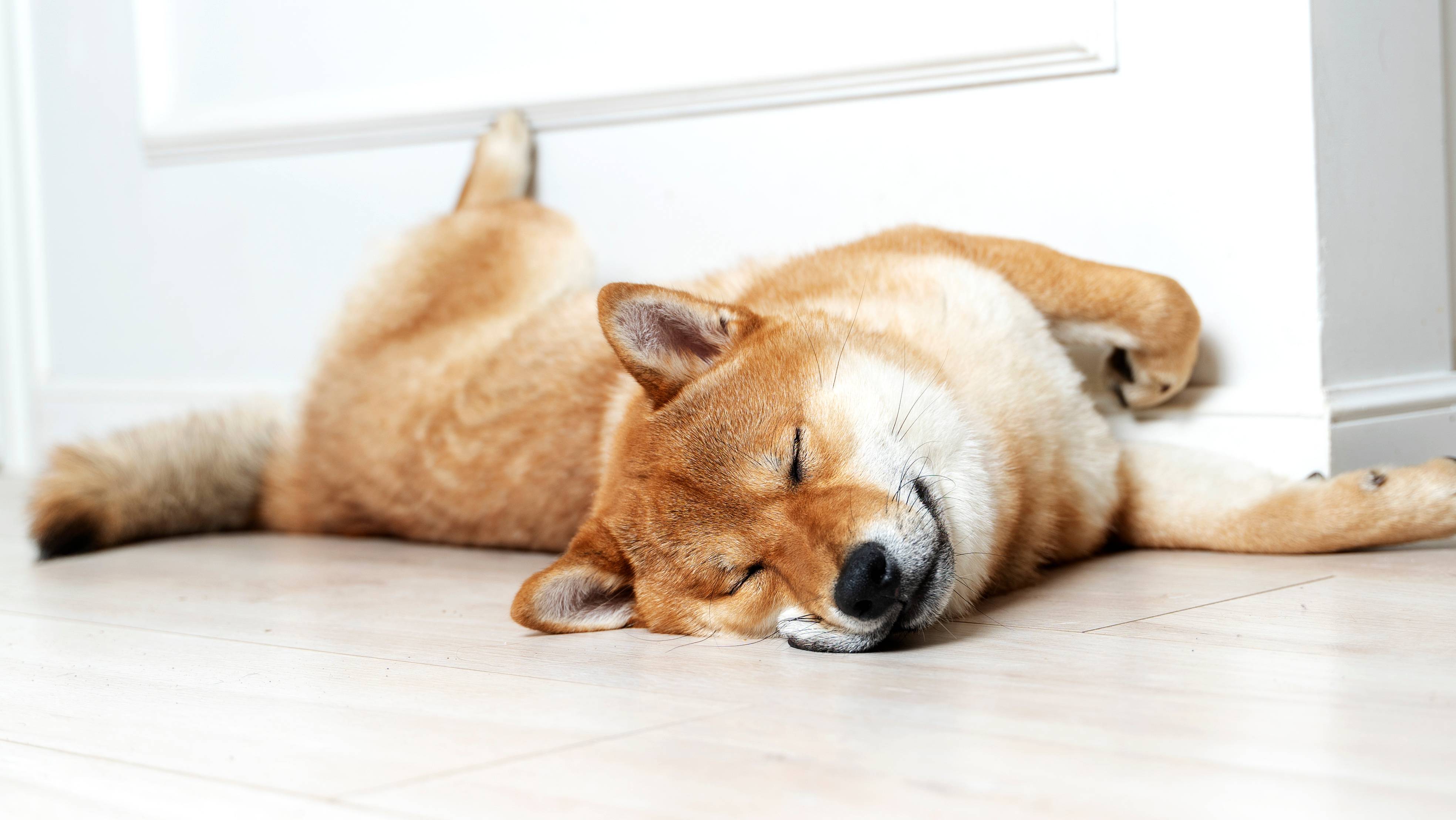 Speči pes Shiba Inu leži na tleh ob steni.