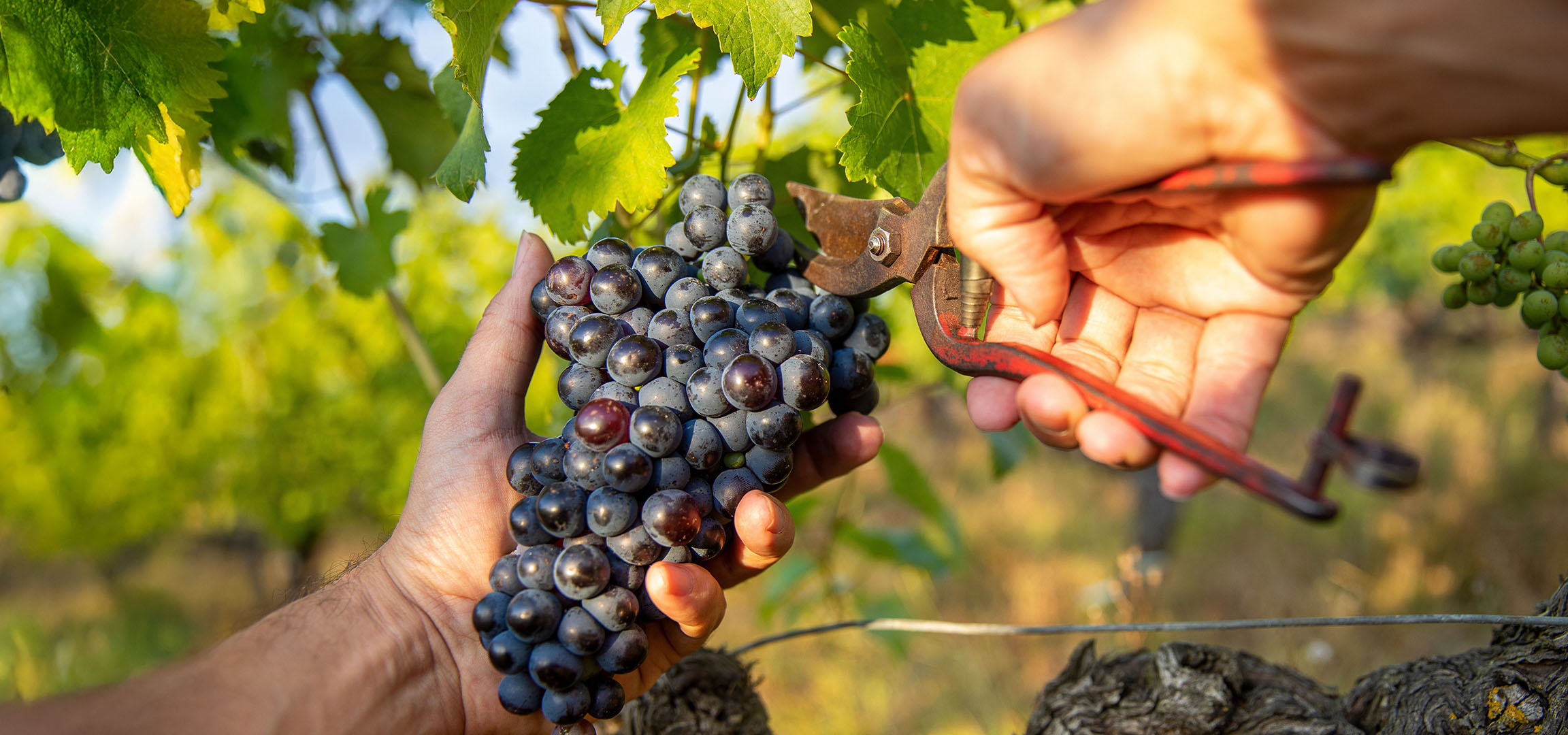 Roka obira rdeče grozdje v sončnem vinogradu.