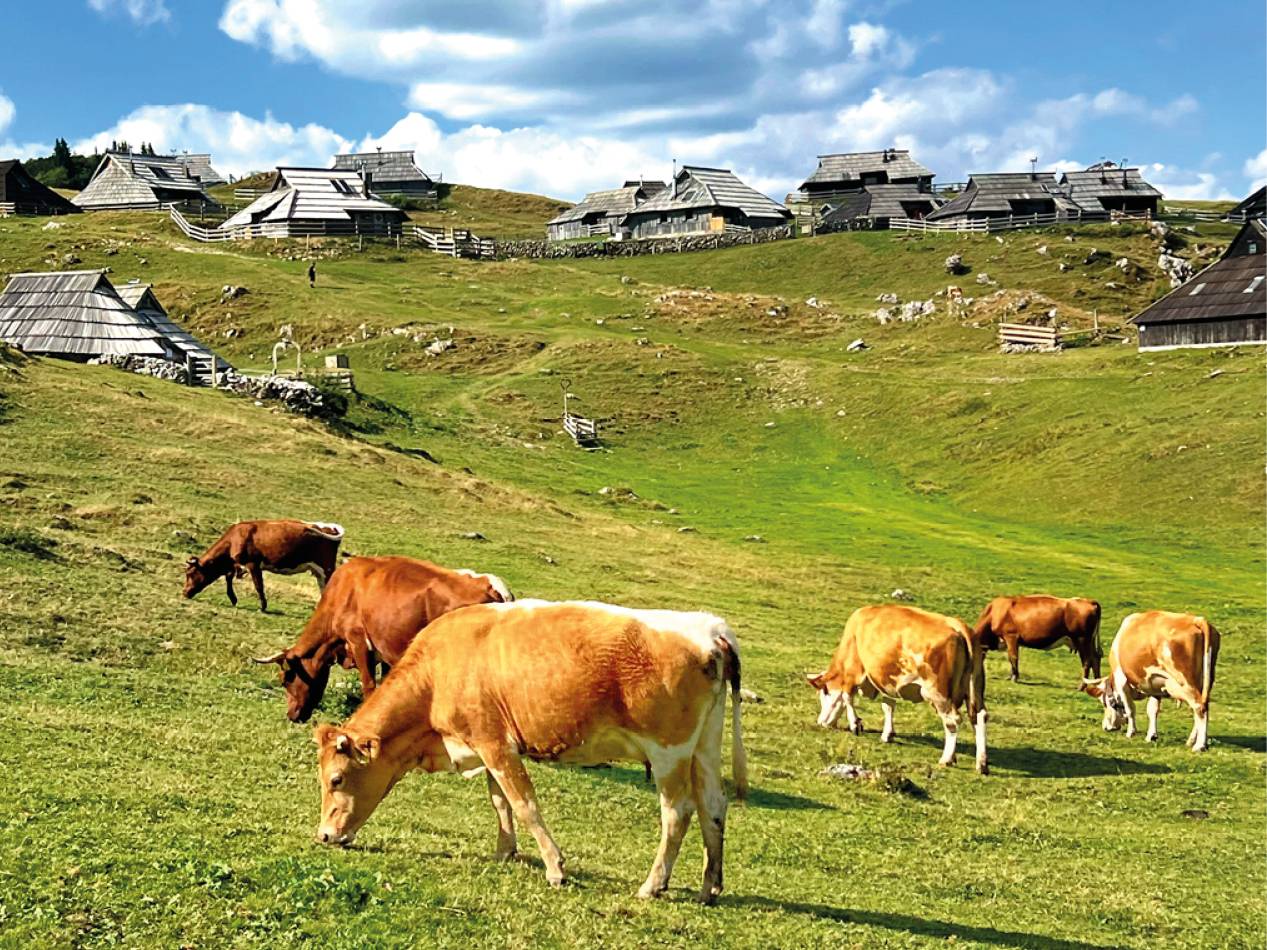 Krave se pasejo na zelenem travniku s tradicionalnimi lesenimi hišami v ozadju.