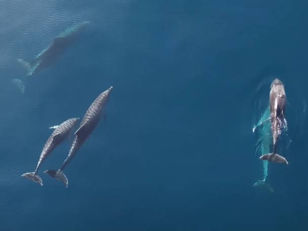 Štiri orke plavajo v modrem oceanu.