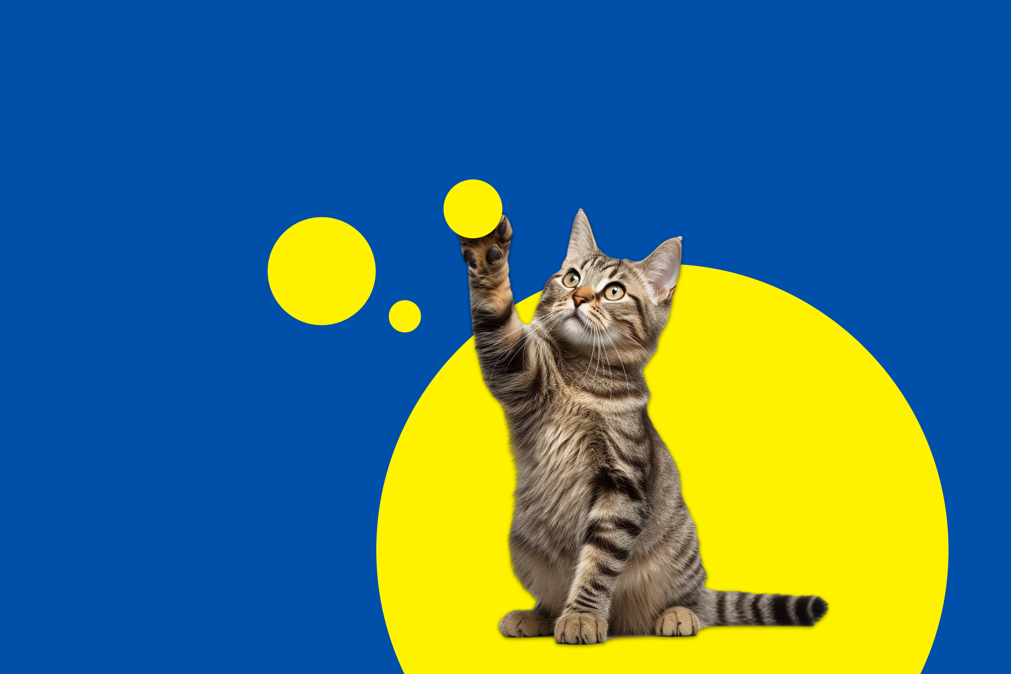Mačka se igra z rumenimi krogi na modrem ozadju.