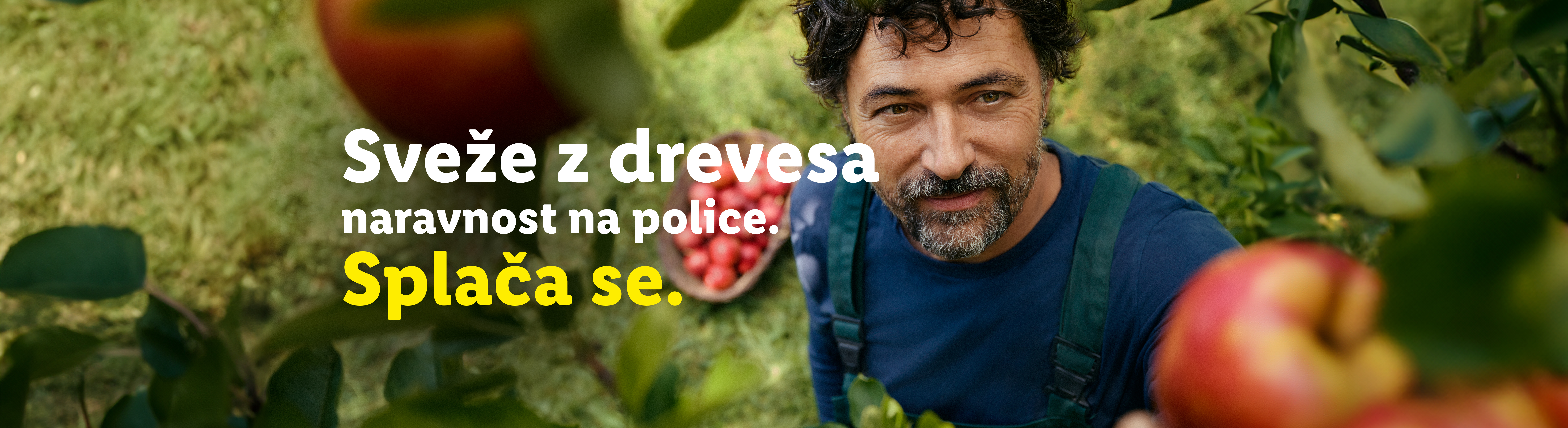 Moški v sadovnjaku s skledo rdečih jabolk in napisom: 'Sveže z drevesa, naravnost na police. Splača se.'