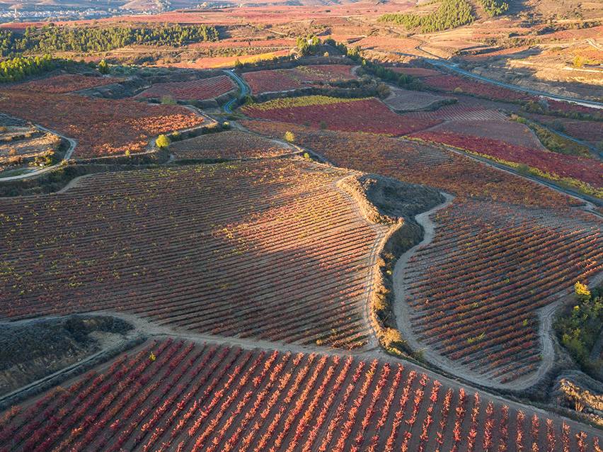 Pogled iz zraka na vinograd z vrstami rdečih in oranžnih trt jeseni.