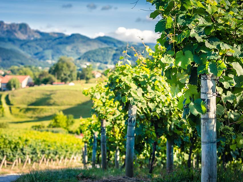 Bujne zelene vrste vinogradov z gorami in vasjo v ozadju pod modrim nebom