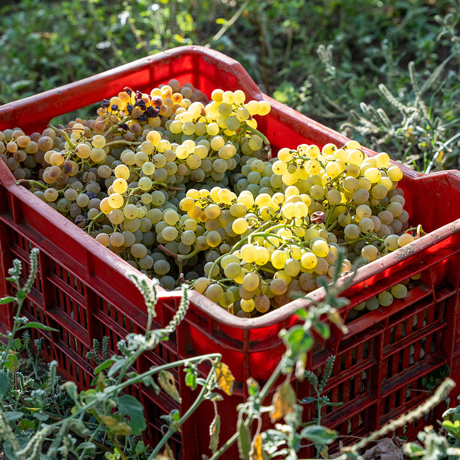 Rdeč zaboj, poln sveže obranega zelenega grozdja v vinogradu.