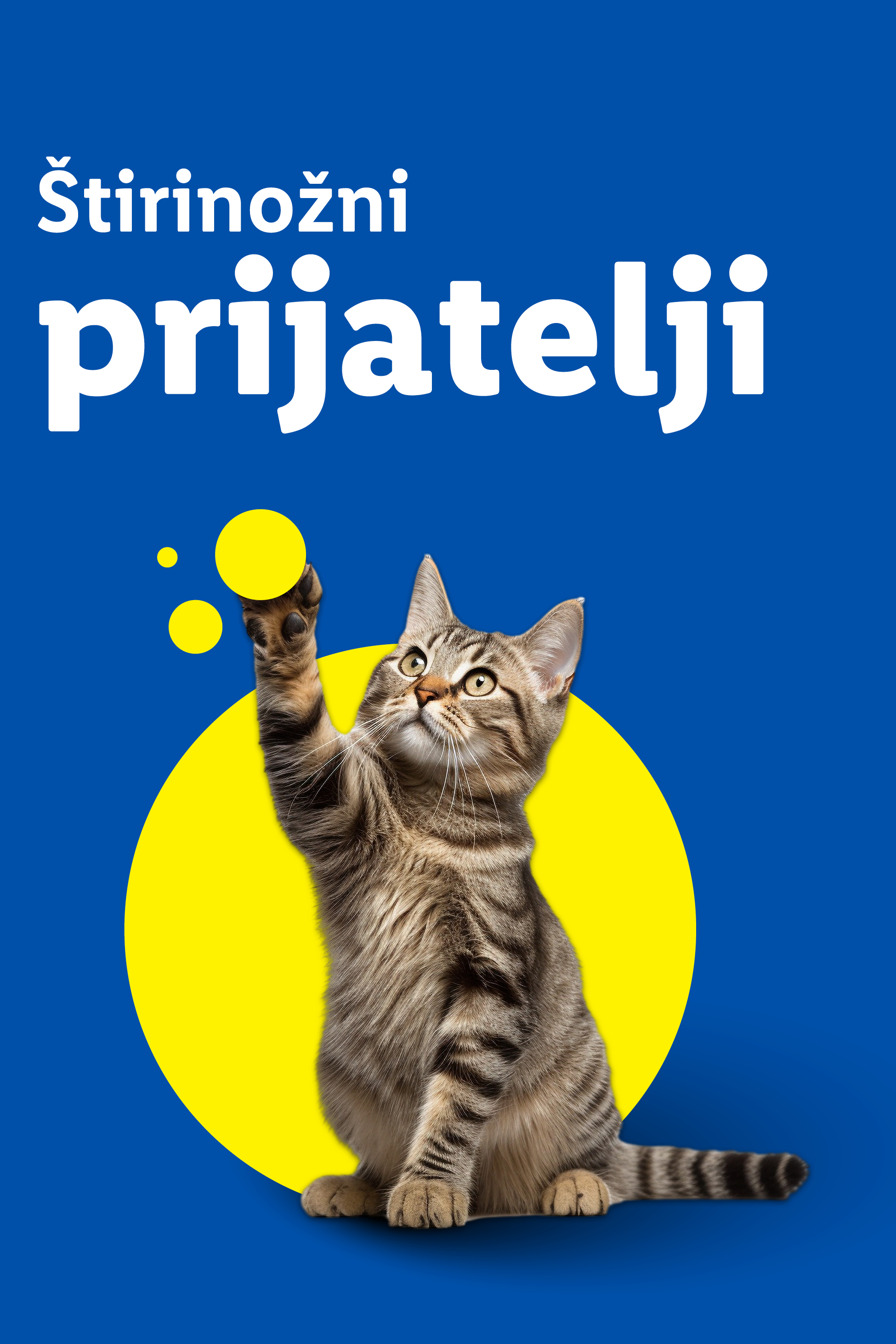 Mačka se igra z rumenimi krogi na modrem ozadju, z napisom 'Štirinožni prijatelji'.