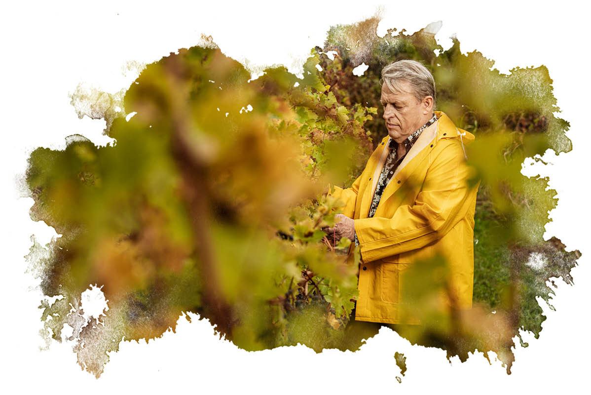 Vinogradnik v jesenskem vinogradu.