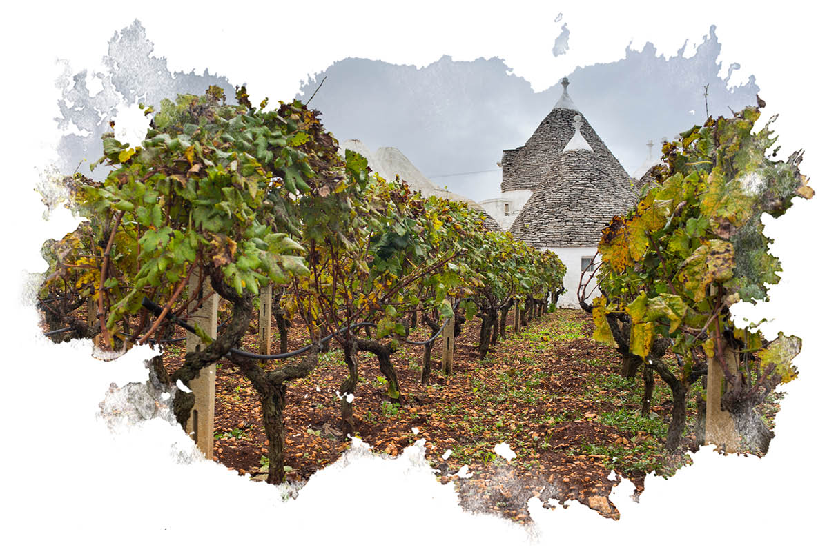 Italijanski vinograd s trulli jeseni.
