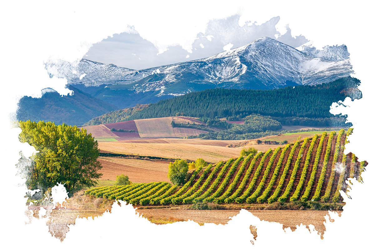 Vinogradi in zasnežene gore: jesenska krajina.