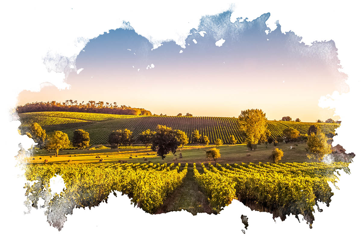 Vinogradi in senena polja ob sončnem zahodu.