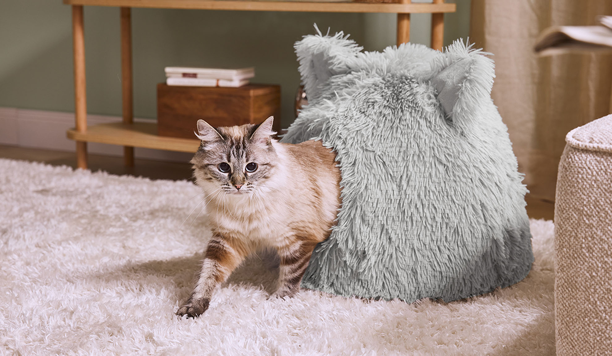 Mačka prihaja iz sivega puhastega ležišča na beli preprogi.