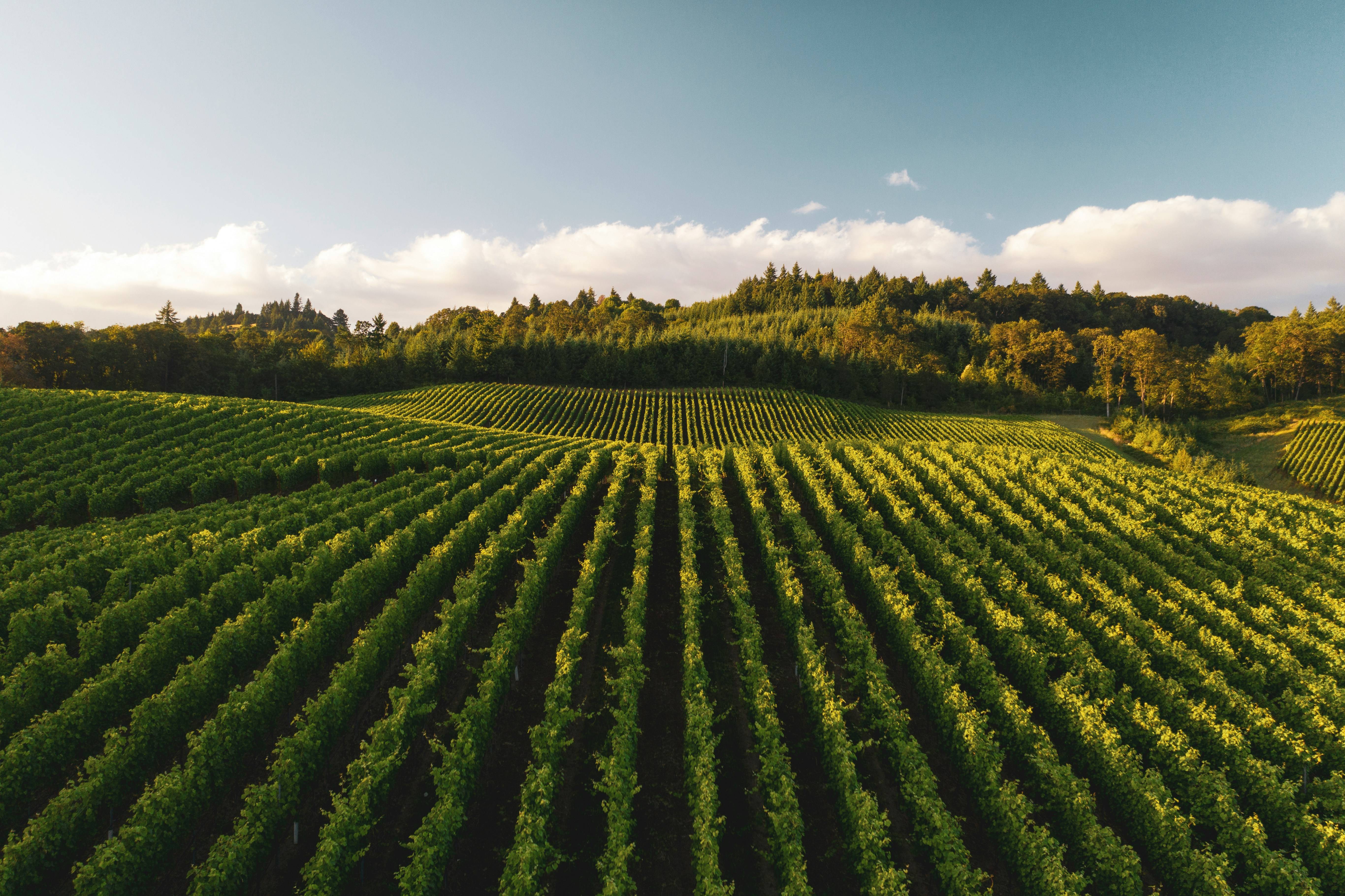 Panoramski pogled na vinograd z vrstami zelenih trt na sončen dan